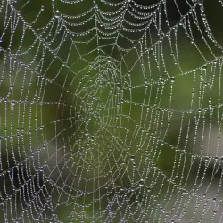 Zauberhaftes Spinnennetz