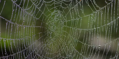 Zauberhaftes Spinnennetz